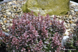 Berberis thunbergii f. atropurpurea 'Concorde' — photo 5
